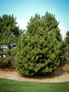 Сосна Чёрная (Pinus Nigra) купить по цене от 270.00р. в интернет-магазине «Посадика» с доставкой почтой в в Саранске и по всей России – [изображение №1].