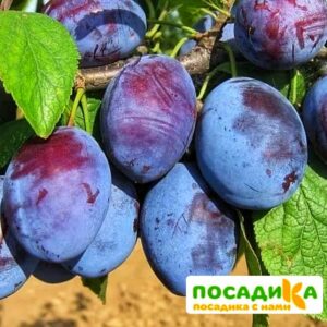 Слива Чачакская ранняя купить по цене от 229.00р. в интернет-магазине «Посадика» с доставкой почтой в в Саранске и по всей России – [изображение №1].