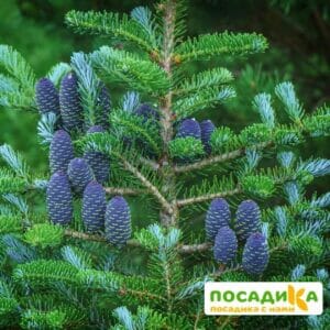 Пихта корейская (Abies koreana) купить по цене от 450.00р. в интернет-магазине «Посадика» с доставкой почтой в в Саранске и по всей России – [изображение №1].