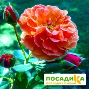 Роза Арабия купить по цене от 350.00р. в интернет-магазине «Посадика» с доставкой почтой в в Саранске и по всей России – [изображение №1].