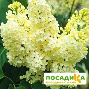 Сирень Примроуз (Primrose) купить по цене от 529.00р. в интернет-магазине «Посадика» с доставкой почтой в в Саранске и по всей России – [изображение №1].