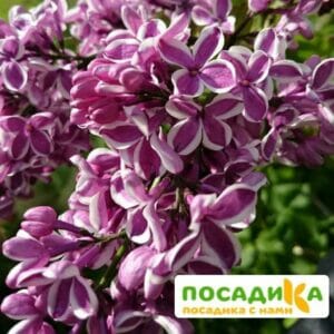 Сирень Сенсация купить по цене от 529.00р. в интернет-магазине «Посадика» с доставкой почтой в в Саранске и по всей России – [изображение №1].