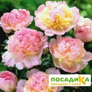 Пион Распберри Сандей (Paeonia Raspberry Sundae) купить по цене от 959р. в интернет-магазине «Посадика» с доставкой почтой в в Саранске и по всей России – [изображение №1].