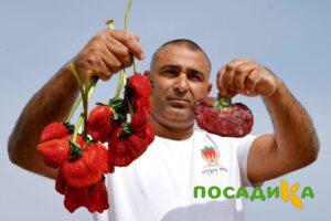 Клубника Гигант Джорнея купить по цене от 266р. в интернет-магазине «Посадика» с доставкой почтой в в Саранске и по всей России – [изображение №1].