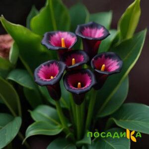 Калла Аура Лейс купить по цене от 400р. в интернет-магазине «Посадика» с доставкой почтой в в Саранске и по всей России – [изображение №1].