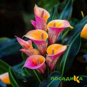 Калла Оникс купить по цене от 450р. в интернет-магазине «Посадика» с доставкой почтой в в Саранске и по всей России – [изображение №1].