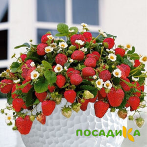 Клубника Рубиновый Шепот (горшечная) купить по цене от 240р. в интернет-магазине «Посадика» с доставкой почтой в в Саранске и по всей России – [изображение №1].