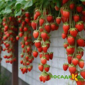 Клубника вьющаяся Комплимент купить по цене от 470р. в интернет-магазине «Посадика» с доставкой почтой в в Саранске и по всей России – [изображение №1].