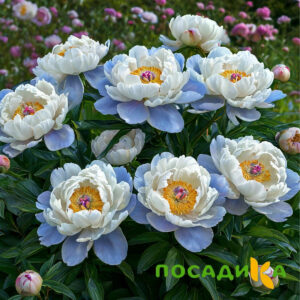 Пион акварельный Этюд купить по цене от 806р. в интернет-магазине «Посадика» с доставкой почтой в в Саранске и по всей России – [изображение №1].