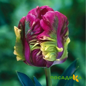 Тюльпан Экзотик Хэвен купить по цене от 186р. в интернет-магазине «Посадика» с доставкой почтой в в Саранске и по всей России – [изображение №1].